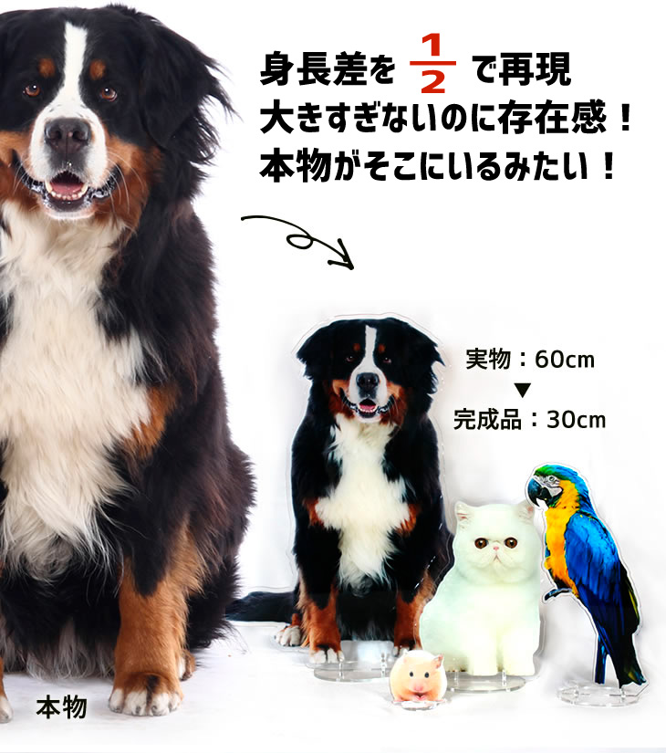 等身大 1/2 パネル