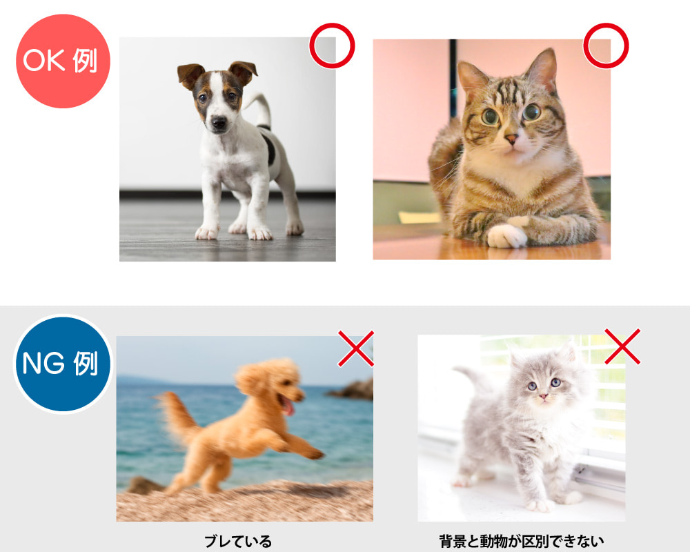 フリーカット 動物説明